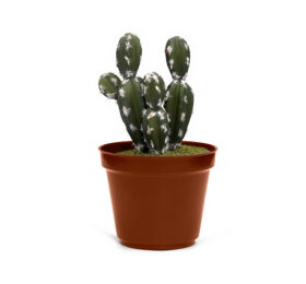 Trezor ve tvaru kaktusu